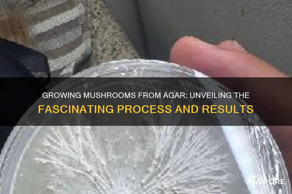 what happens when you grow mushrooms from agar