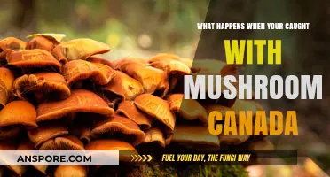 Caught with Mushrooms in Canada: Legal Consequences and Penalties Explained