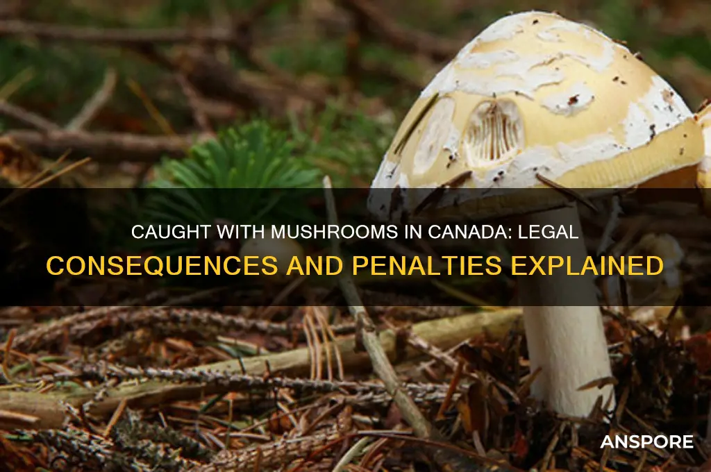 what happens when your caught with mushrooms canada