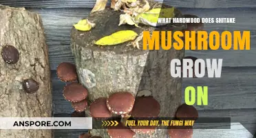 Best Hardwood Varieties for Growing Shiitake Mushrooms at Home