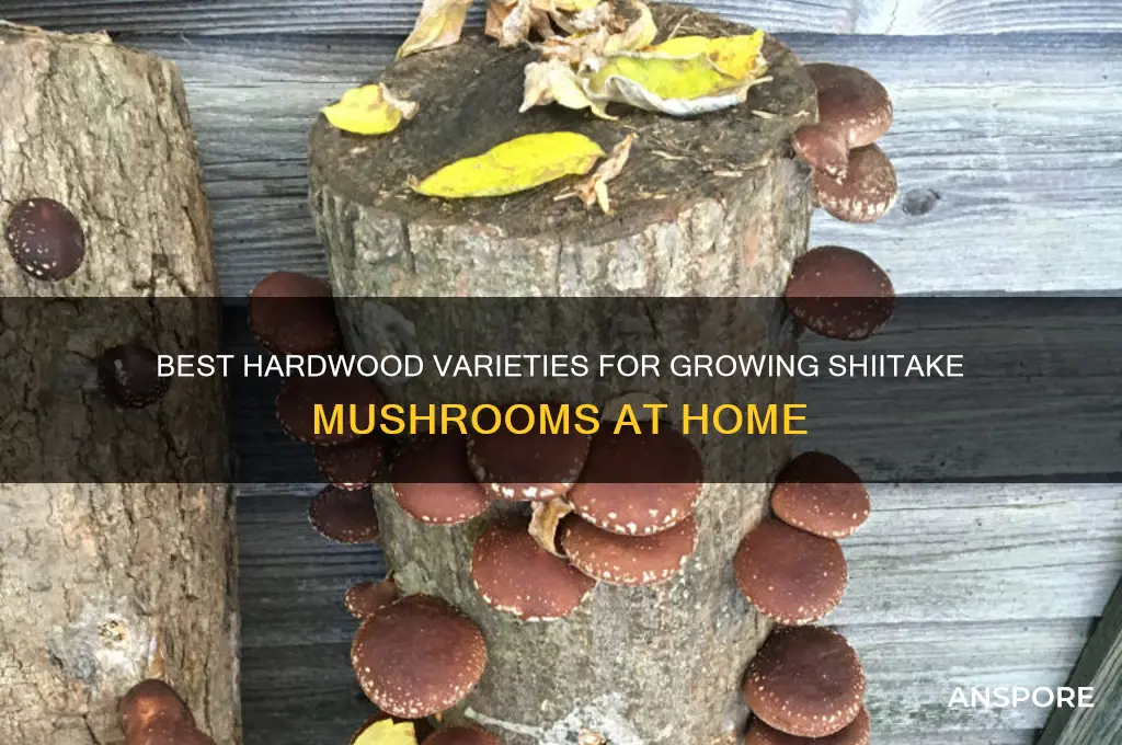 what hardwood does shitake mushrooms grow on