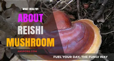 Reishi Mushrooms: Superfood for Your Health