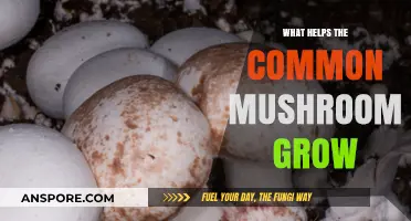 Essential Conditions for Cultivating Healthy Common Mushrooms at Home