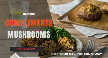 Herbs to Elevate Your Mushroom Dish