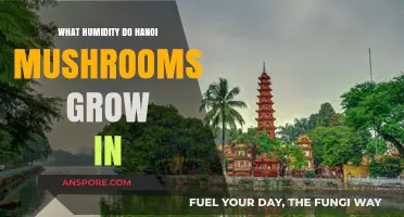 Optimal Humidity Levels for Growing Hanoi Mushrooms Successfully at Home