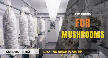 Ideal Humidity for Mushroom Growth and Spawning