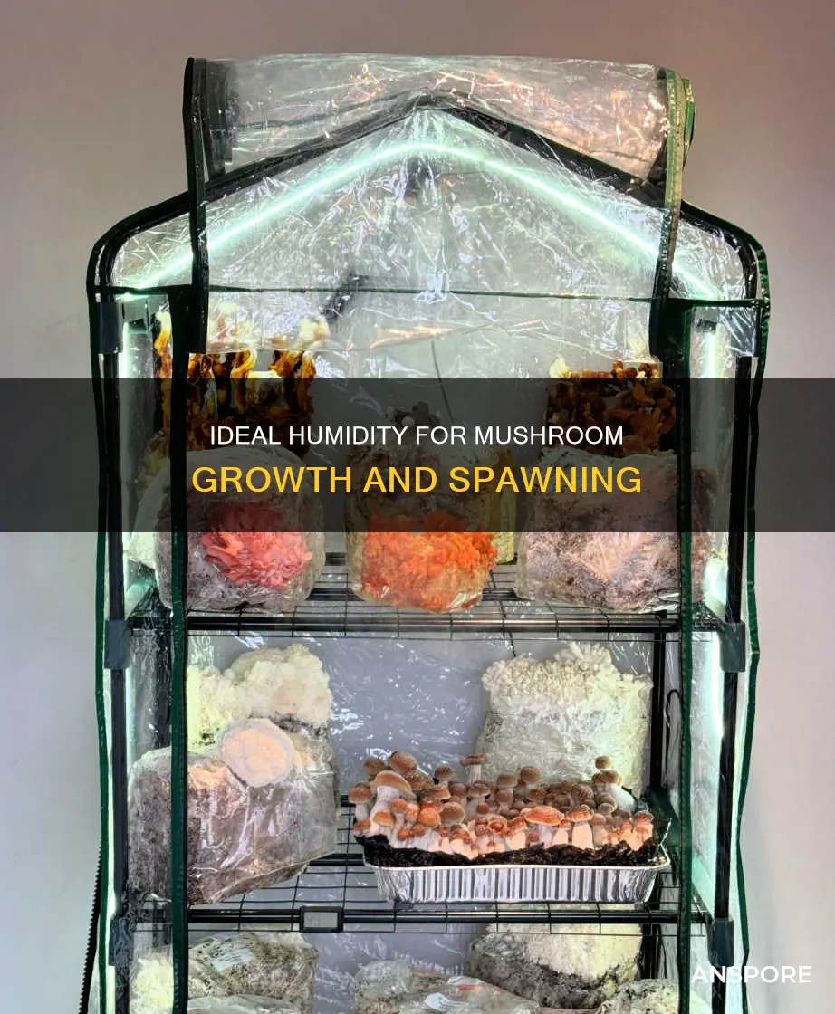 what humidity for mushrooms