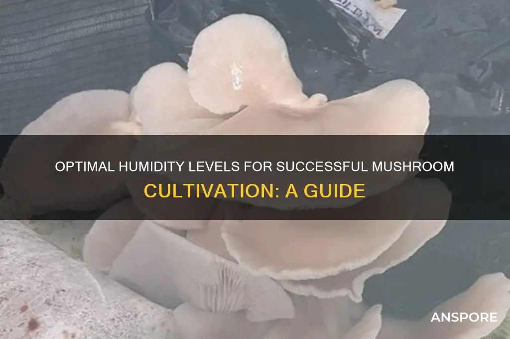 what humifity do mushrooms need to grow