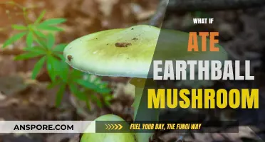 Eating Earthball Mushrooms: Safe or Not?