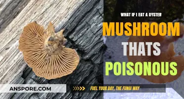 Poisonous Oyster Mushroom Mistake: Symptoms, Risks, and What to Do