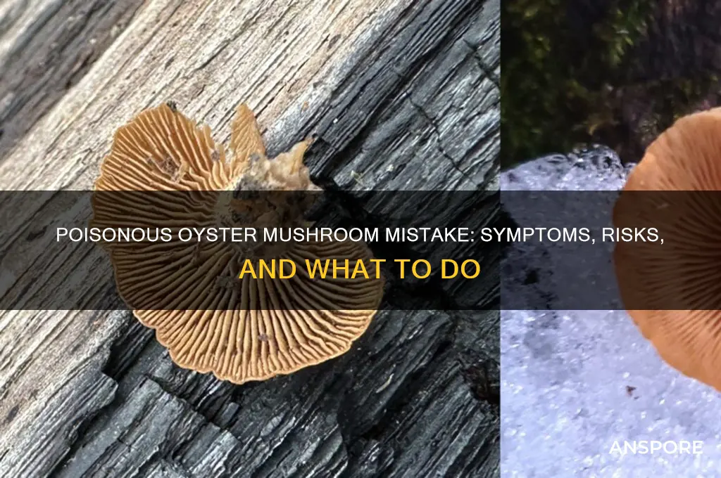 what if i eat a oyster mushroom thats poisonous