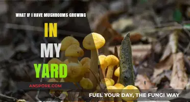 Mushrooms in Your Yard: What to Do and Why They're There