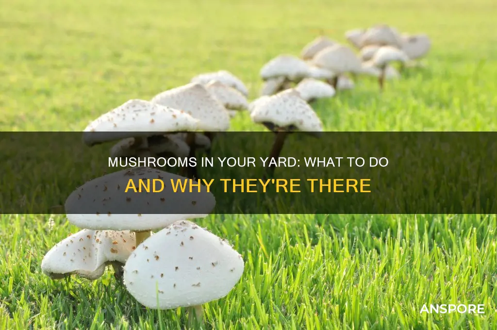 what if i have mushrooms growing in my yard
