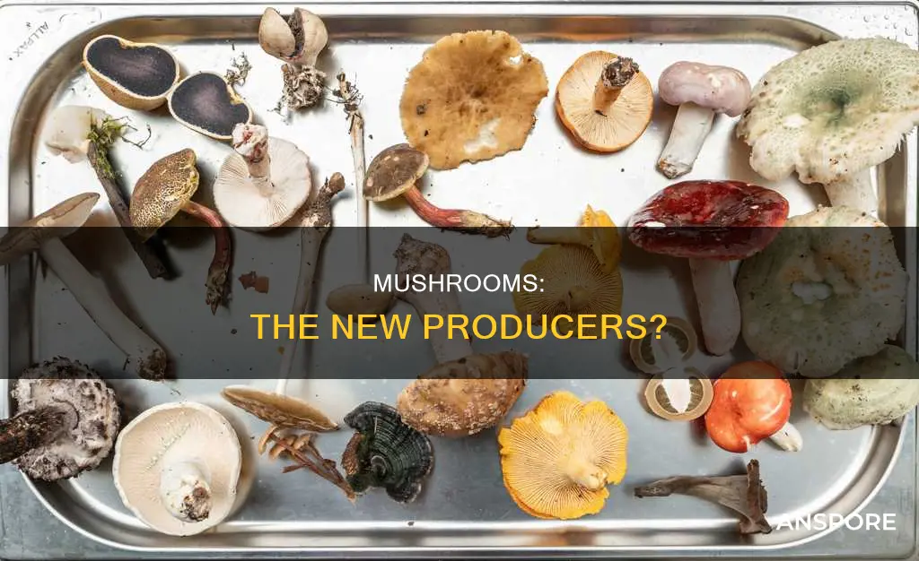 what if mushrooms are producers