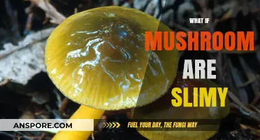 Mushrooms: Slimy, but Safe to Eat?