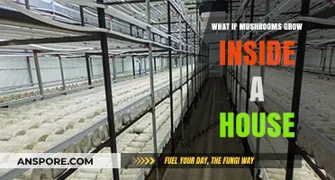 Mushrooms Growing Indoors: Causes, Risks, and Effective Removal Strategies