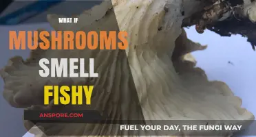 Mushroom Mystery: Fishy Odor Explained