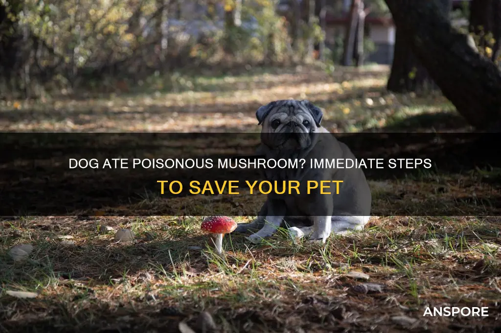 what if my dog ate a poisonous mushroom