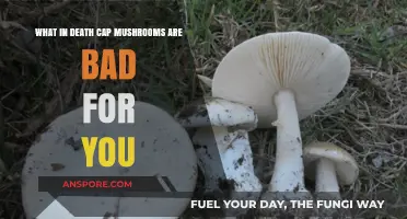 Deadly Death Cap Mushrooms: Toxic Risks and Harmful Effects Explained
