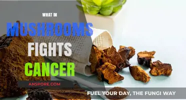 Mushrooms' Superpowers: Fighting Cancer