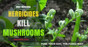Effective Herbicides to Kill Mushrooms in Industries