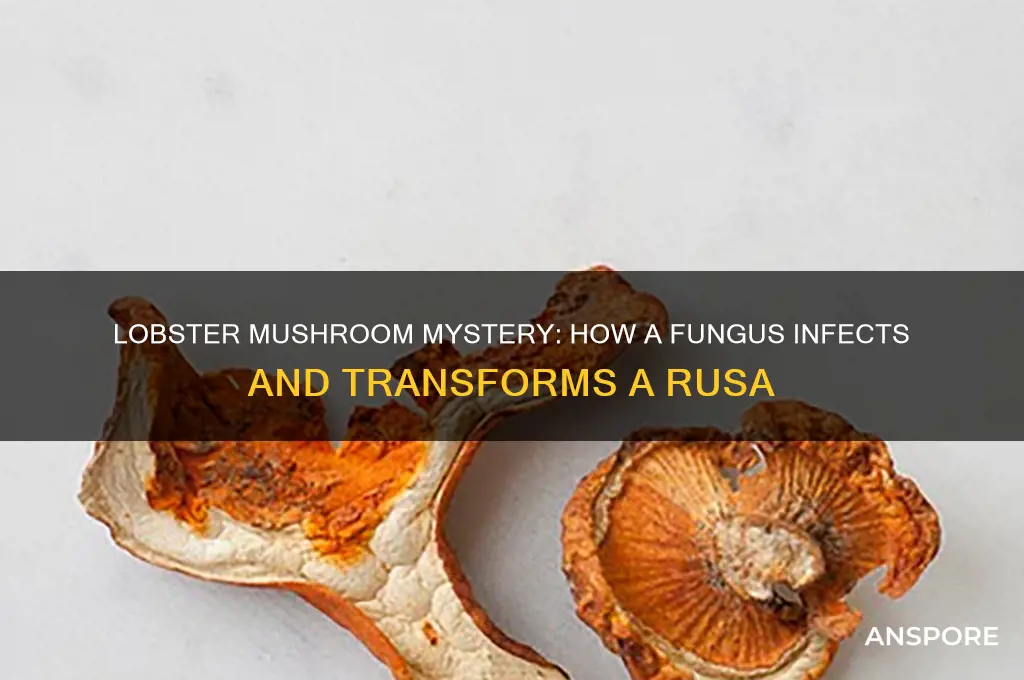 what infects a rusa to make a lobster mushroom