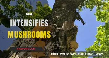 Mushroom Magic: Unlocking the Secrets of Flavor Intensification