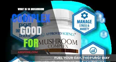 Mushroom Complex Benefits: Health Uses and Wellness Advantages Explained