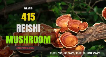 Reishi 415: The Ultimate Mushroom Superfood