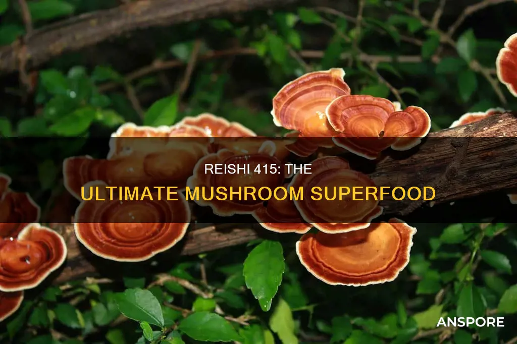 what is 415 reishi mushroom
