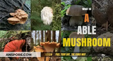 Edible Mushrooms: Nature's Healthy Delicacy