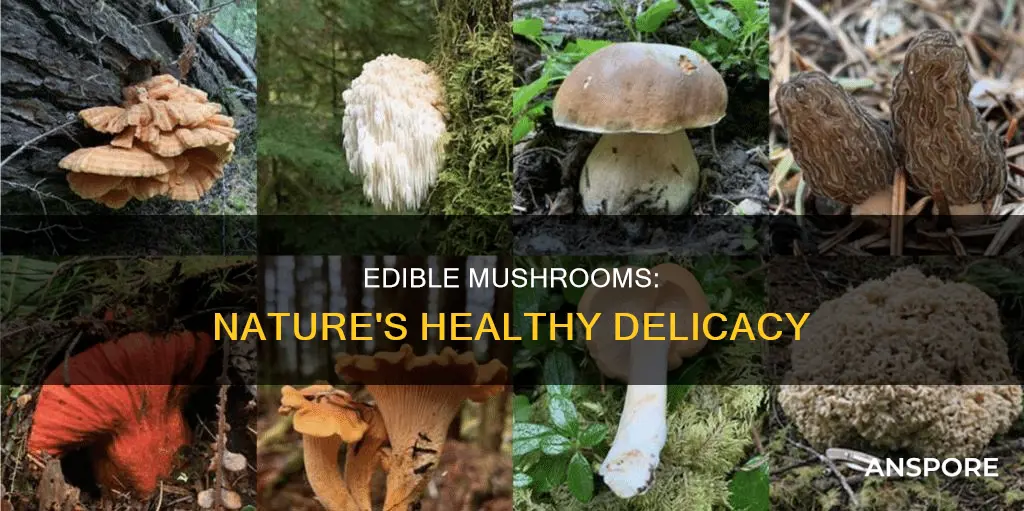 what is a able mushrooms