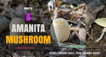 Amanita Mushrooms: Toxic and Hallucinogenic