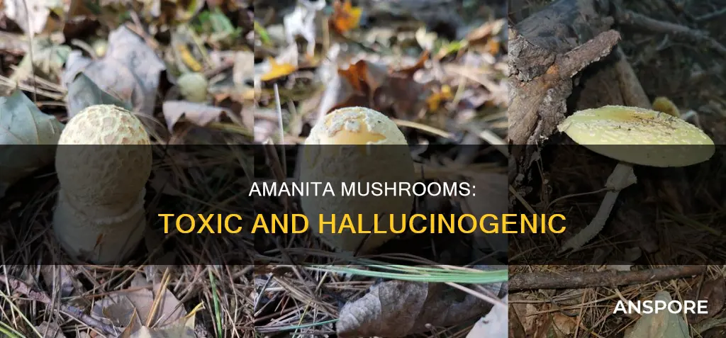 what is a amanita mushroom