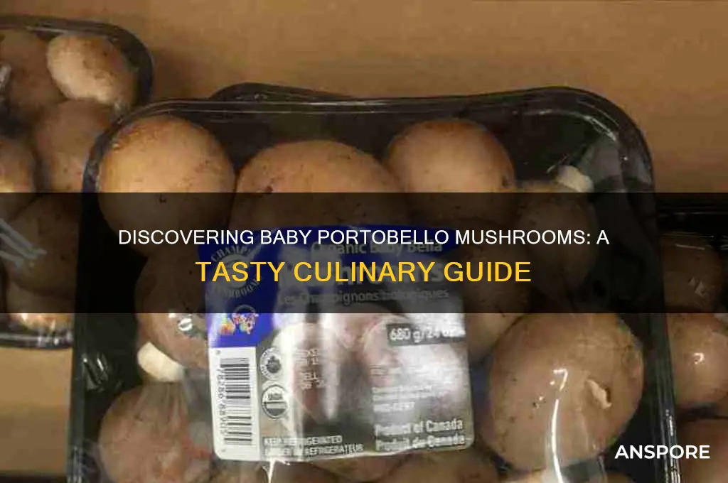 what is a baby portobello mushroom