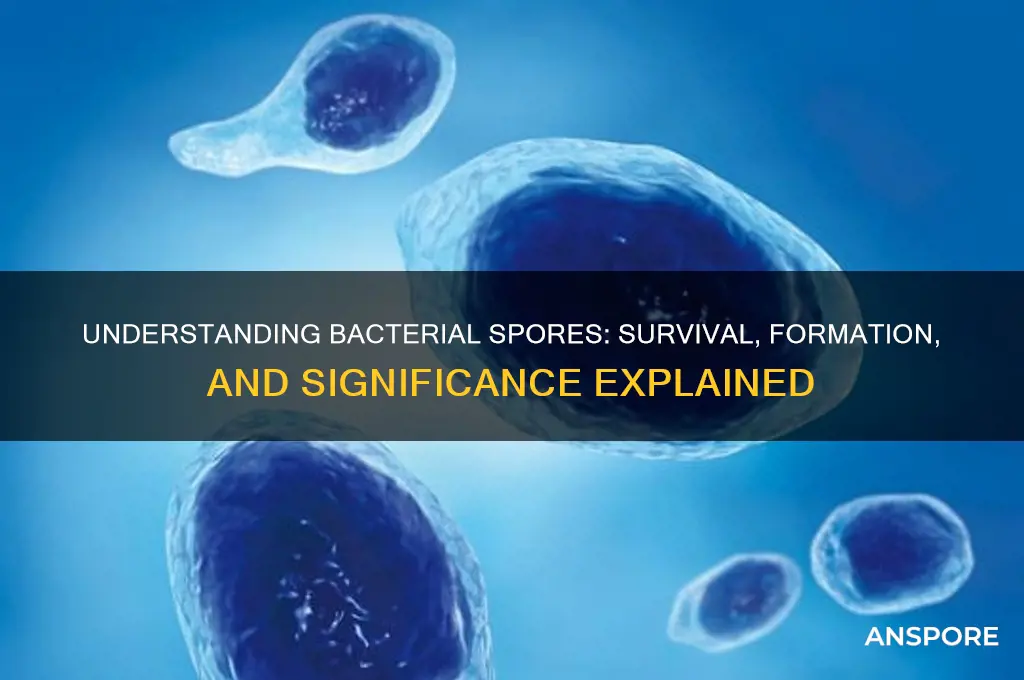 what is a bacterial spore