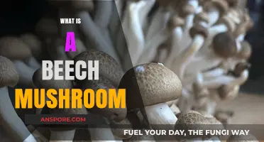 Beech Mushrooms: Nature's Delicate, Edible Fungi