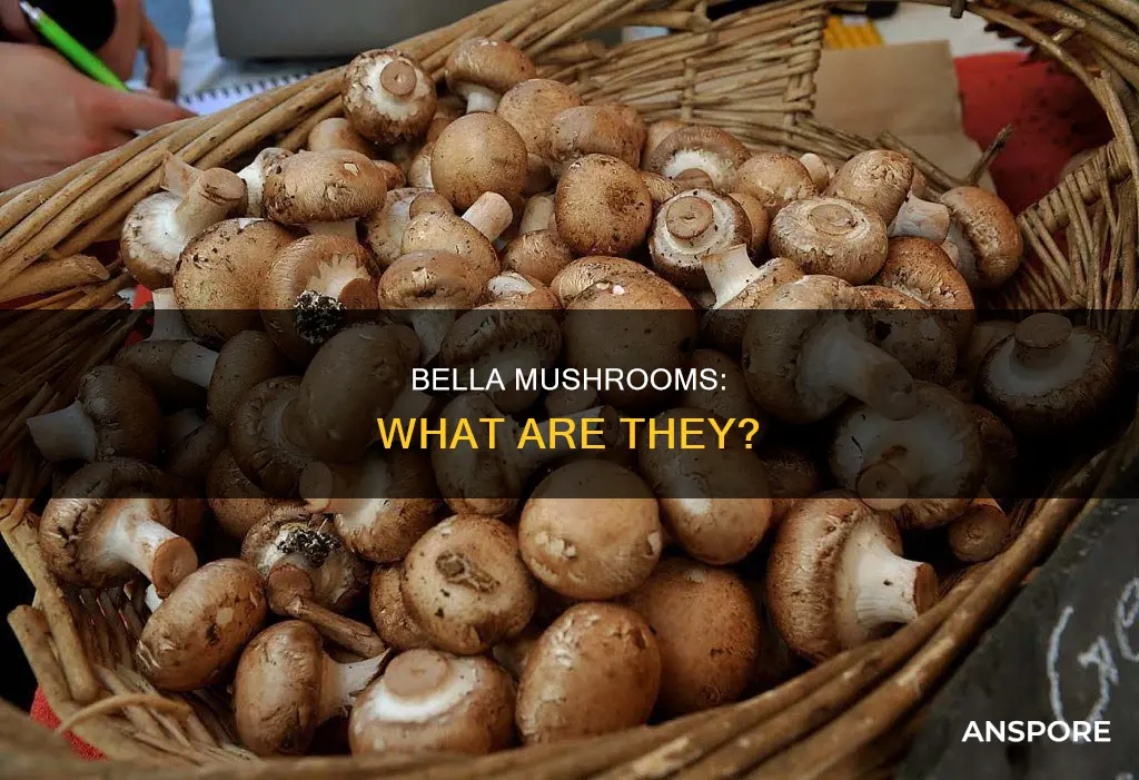 what is a bella mushroom