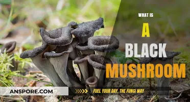 Black Mushrooms: What Are They?