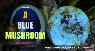 Mysterious Blue Mushrooms: What Are They?