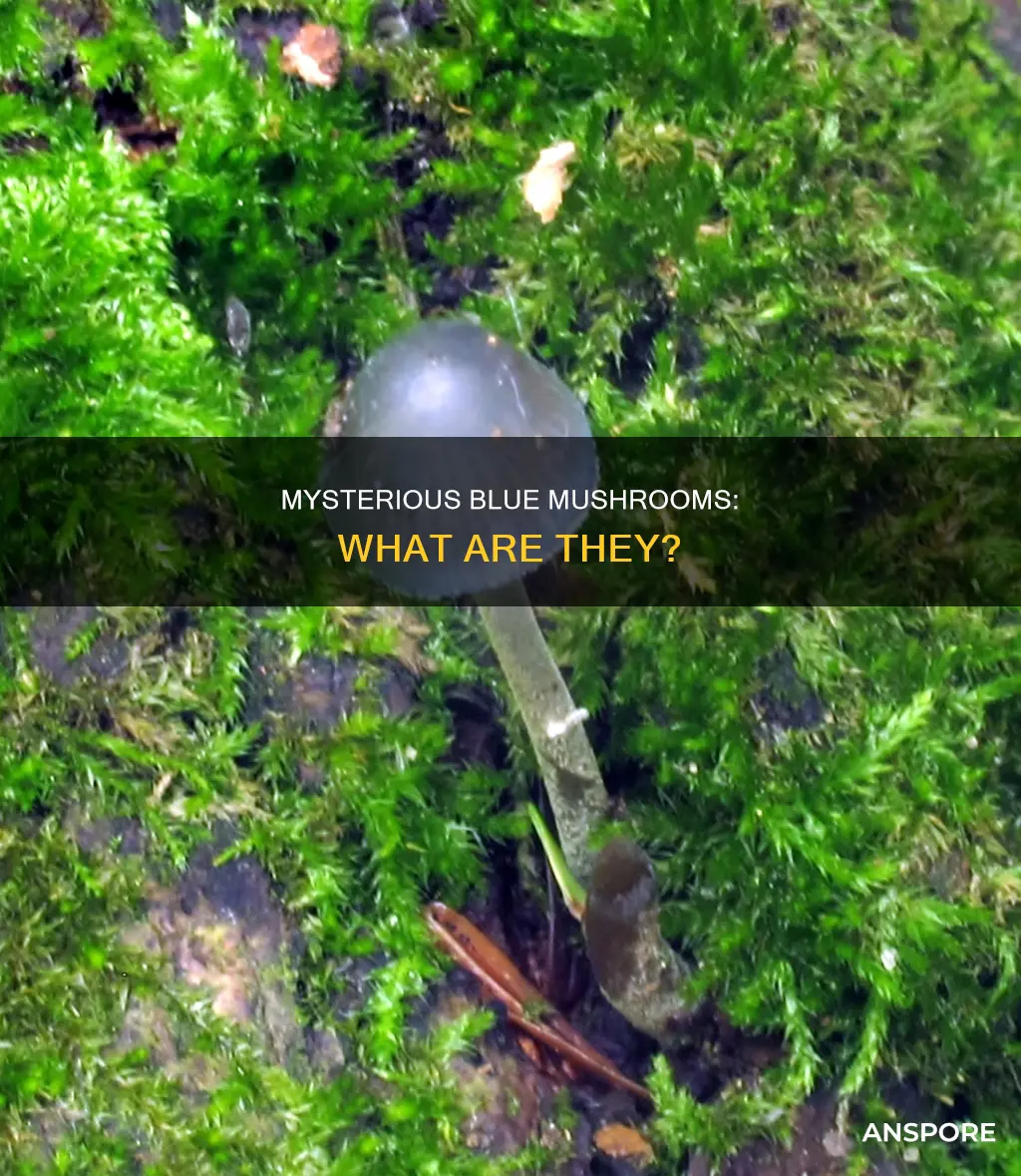 what is a blue mushroom