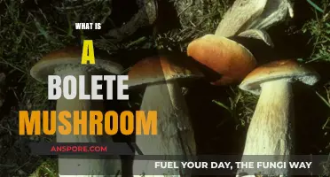 Identifying Bolete Mushrooms: What to Know