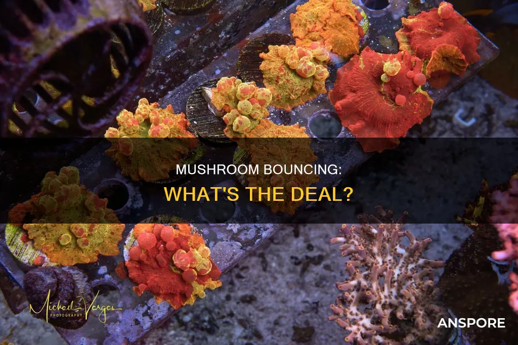what is a bounce mushroom