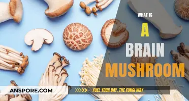 Mushroom Benefits: Brain Power and Beyond