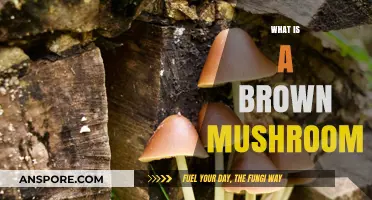 Mushroom Secrets: Brown Varieties and Their Benefits