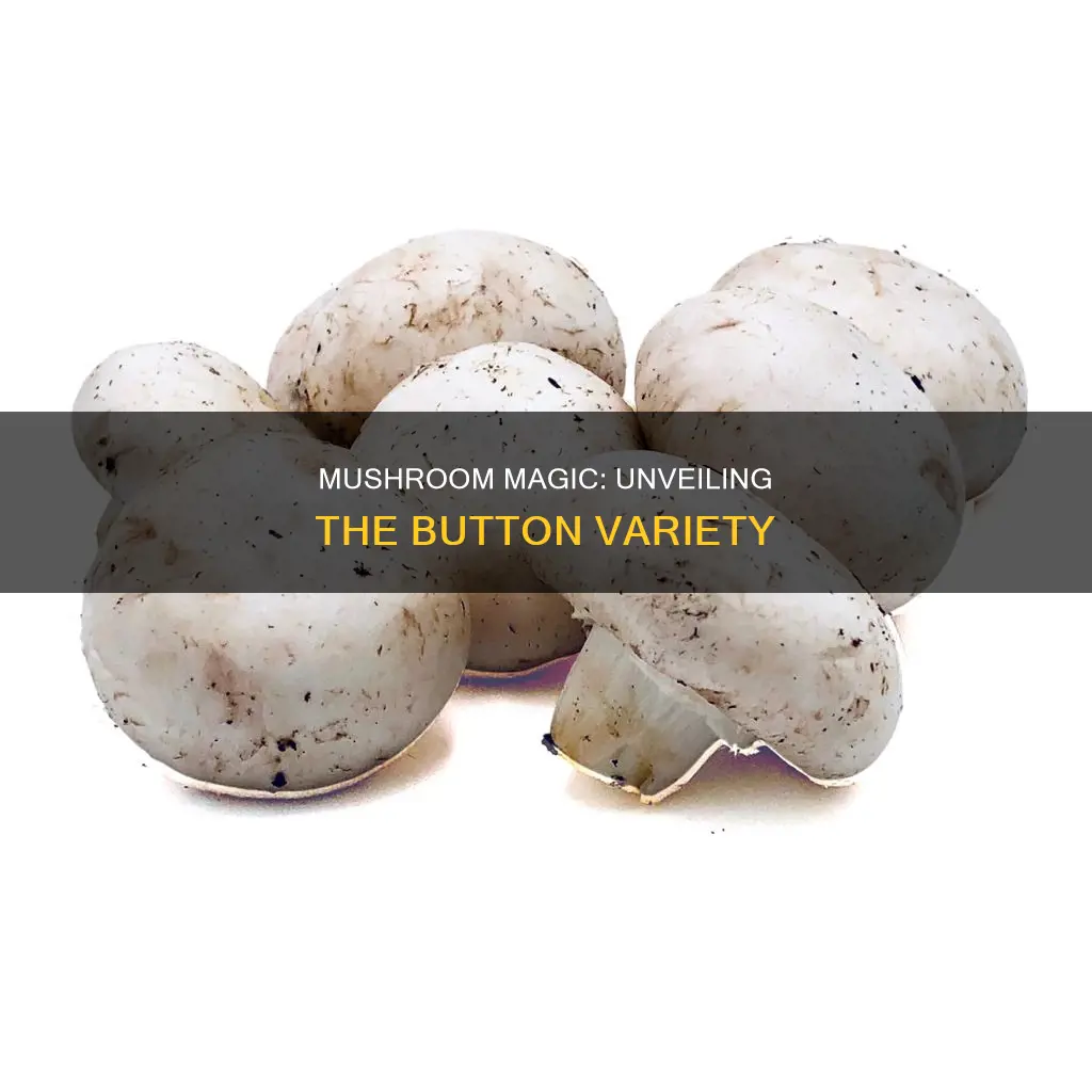what is a button mushrooms