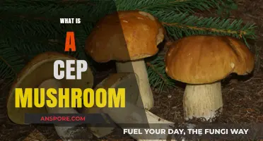 The Cep Mushroom: A Forager's Treasure