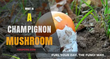 Champignon Mushrooms: What You Need to Know