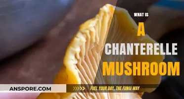 Chanterelle Mushrooms: A Forager's Golden Delight