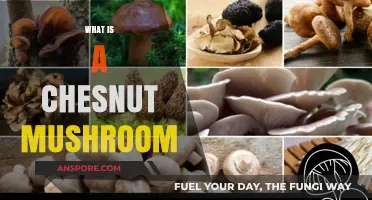 Discover the Chestnut Mushroom: A Tasty Treat